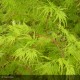 ACER palmatum Seiryu