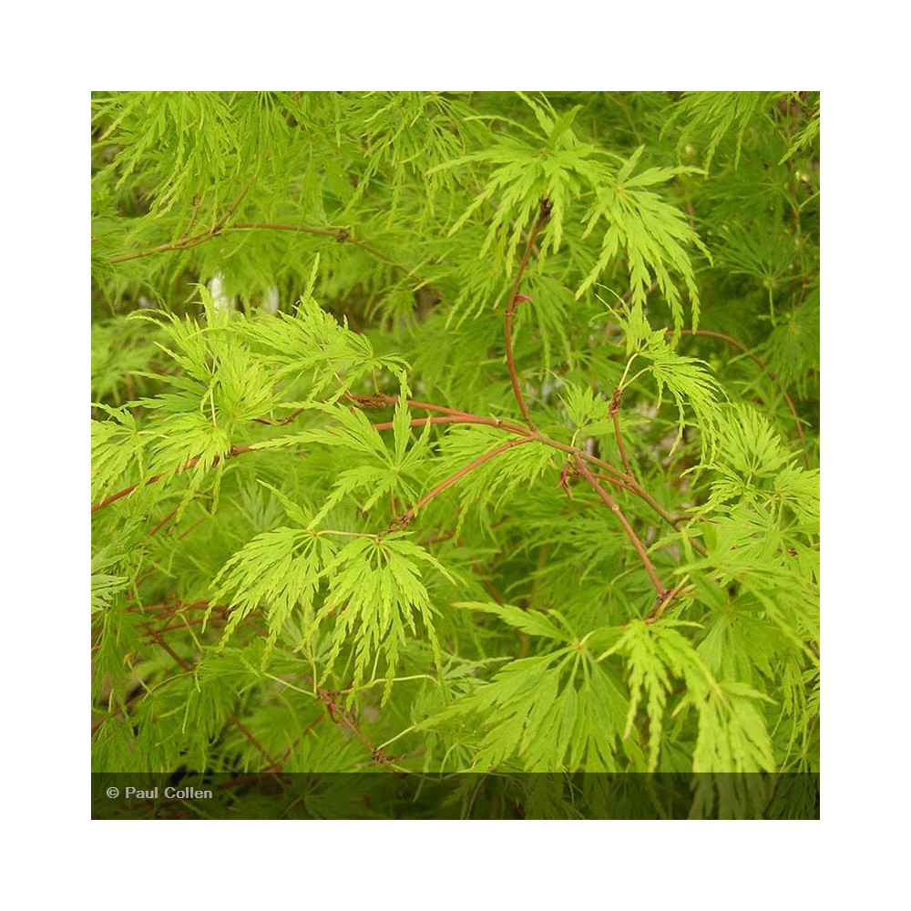 ACER palmatum Seiryu