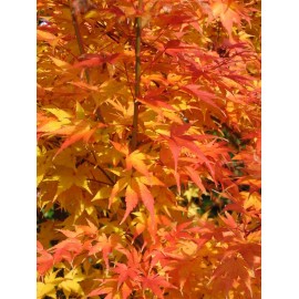 ACER palmatum Senkaki