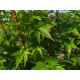 ACER palmatum Senkaki