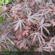 ACER palmatum Trompenburg