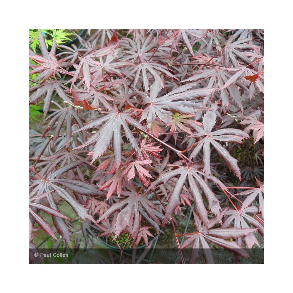 ACER palmatum Trompenburg