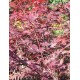 ACER palmatum Yezo-Nishiki