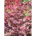 ACER palmatum Yezo-Nishiki