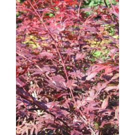 ACER palmatum Yezo-Nishiki