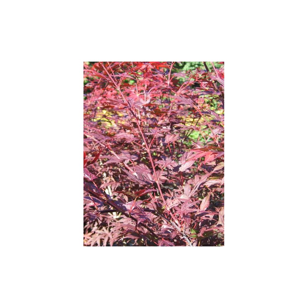 ACER palmatum Yezo-Nishiki