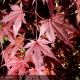 ACER palmatum Yezo-Nishiki