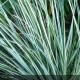 CALAMAGROSTIS acutiflora Overdam