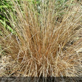 CAREX buchananii