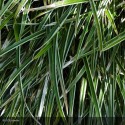 CAREX morrowi Ice Dance