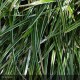CAREX morrowi Ice Dance
