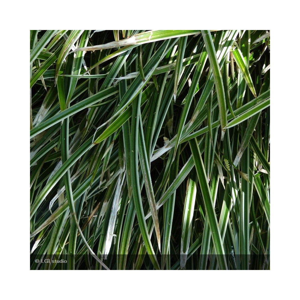 CAREX morrowi Ice Dance