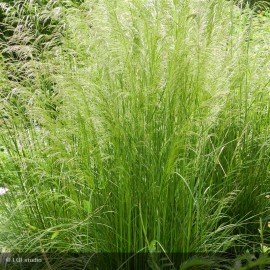 DESCHAMPSIA cespitosa