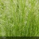 DESCHAMPSIA cespitosa