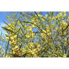 ACACIA retinoides