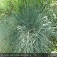 FESTUCA glauca