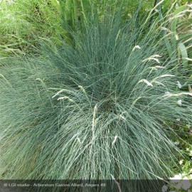 FESTUCA glauca