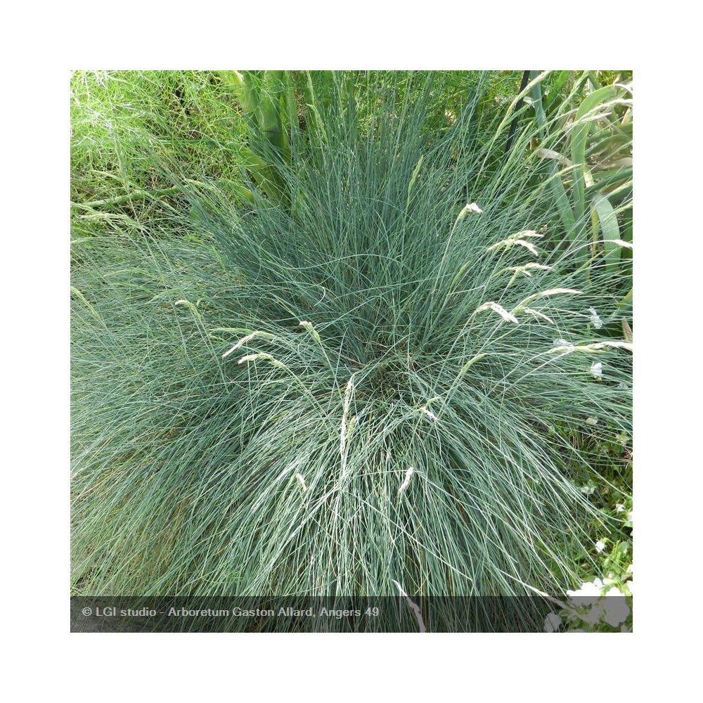 FESTUCA glauca