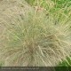 FESTUCA glauca