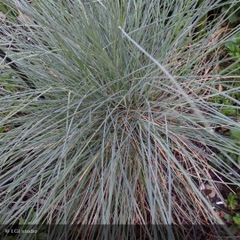 FESTUCA glauca Elijah Blue