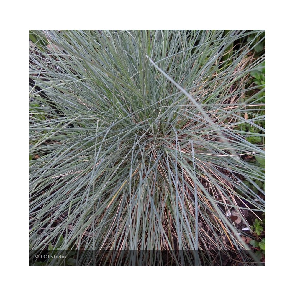 FESTUCA glauca Elijah Blue