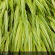 HAKONECHLOA macra Aureola