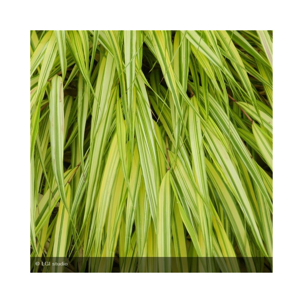 HAKONECHLOA macra Aureola