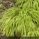 HAKONECHLOA macra Aureola