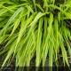 HAKONECHLOA macra Aureola