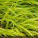 HAKONECHLOA macra Aureola