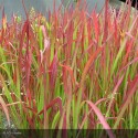 IMPERATA cylindrica Red Baron