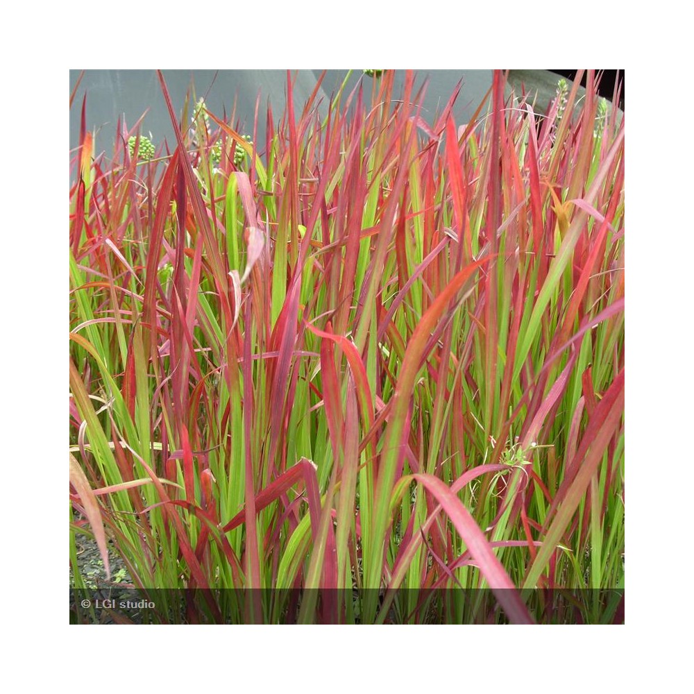 IMPERATA cylindrica Red Baron