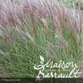 MISCANTHUS sinensis