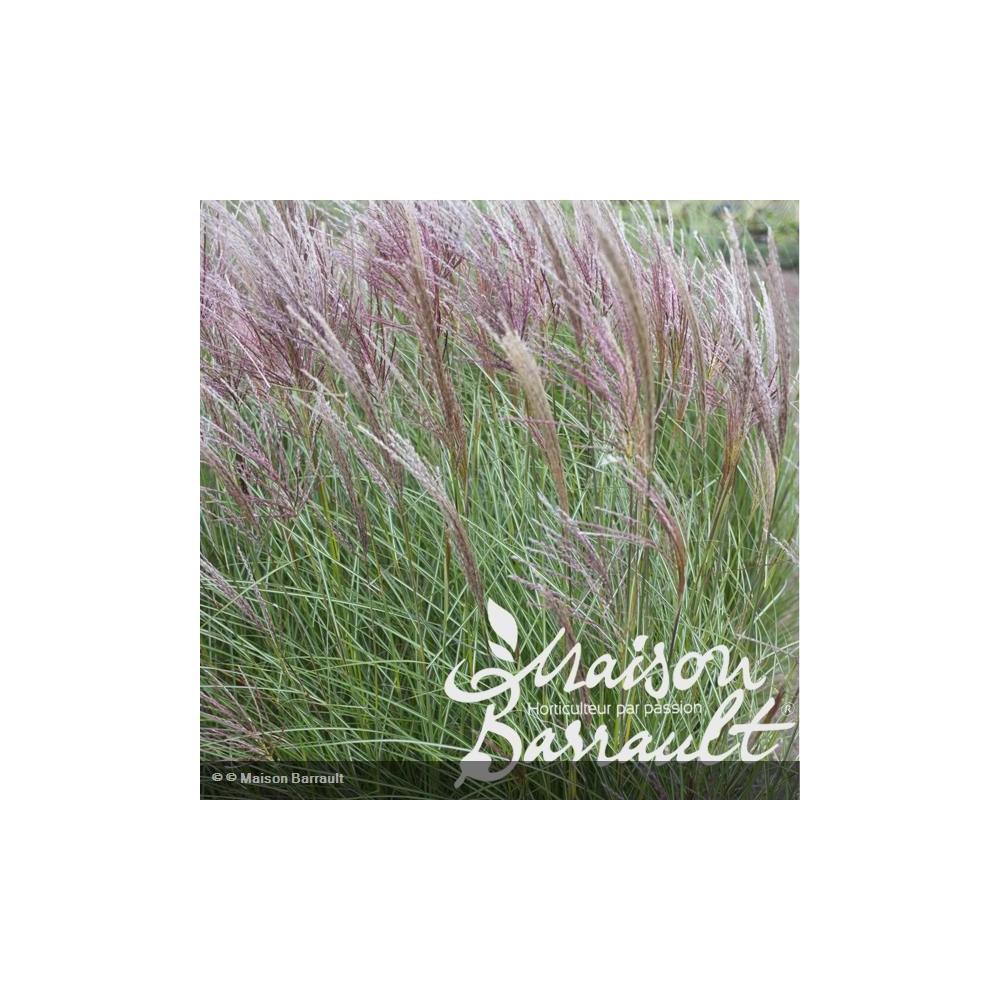 MISCANTHUS sinensis