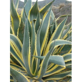 AGAVE americana Variegata