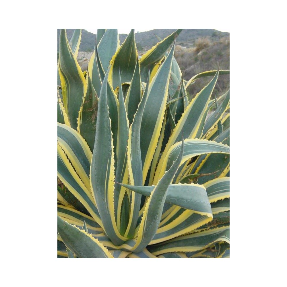 AGAVE americana Variegata