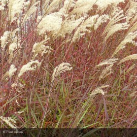 MISCANTHUS sinensis Dronning Ingrid