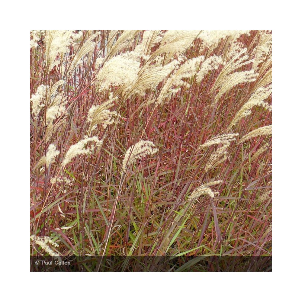 MISCANTHUS sinensis Dronning Ingrid