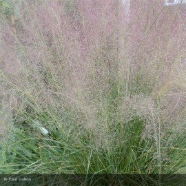 MUHLENBERGIA capillaris