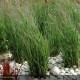 PANICUM virgatum Heavy Metal