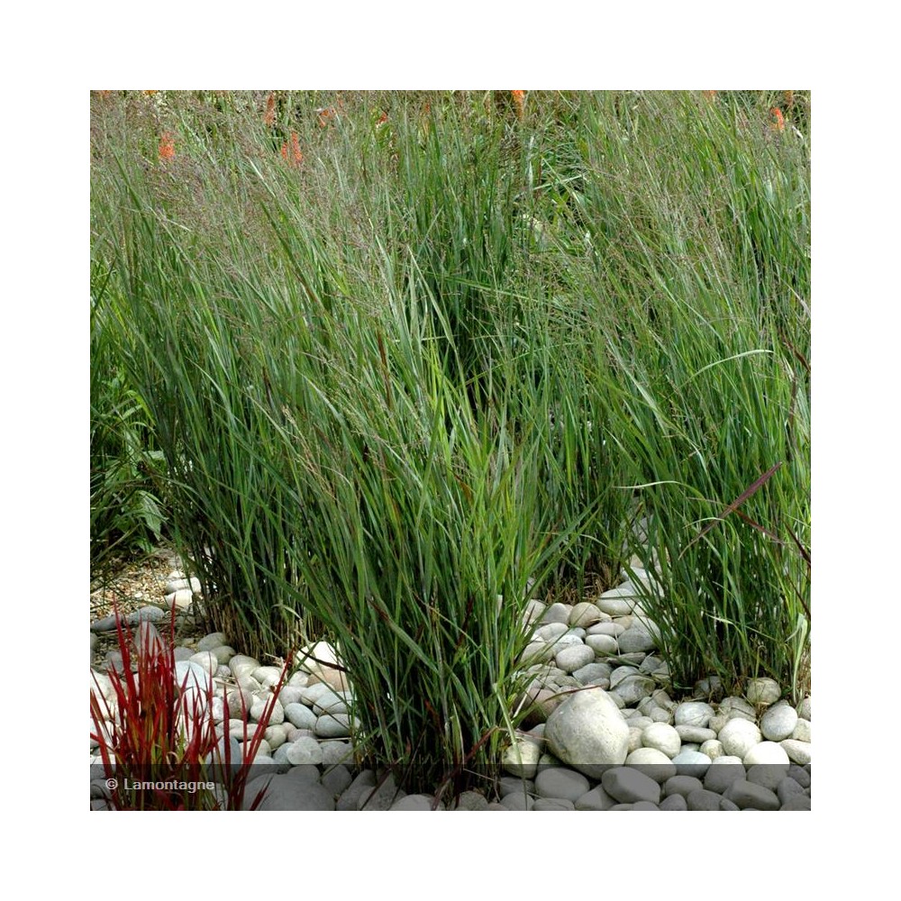 PANICUM virgatum Heavy Metal