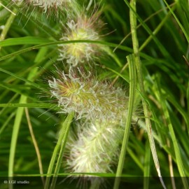 PENNISETUM alopecuroides