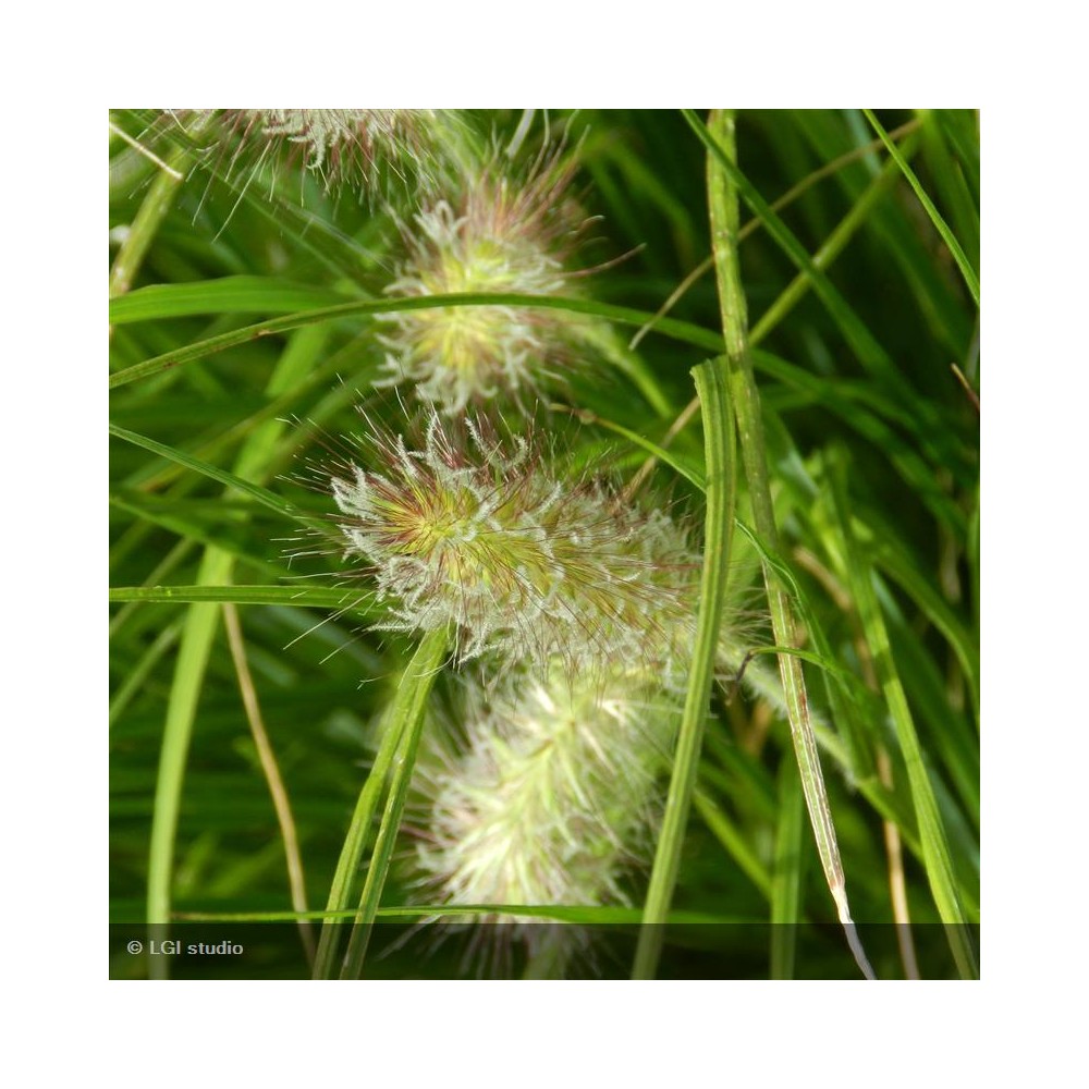 PENNISETUM alopecuroides