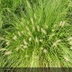 PENNISETUM alopecuroides