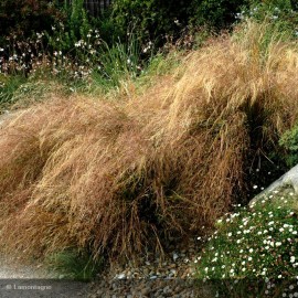 STIPA arundinacea