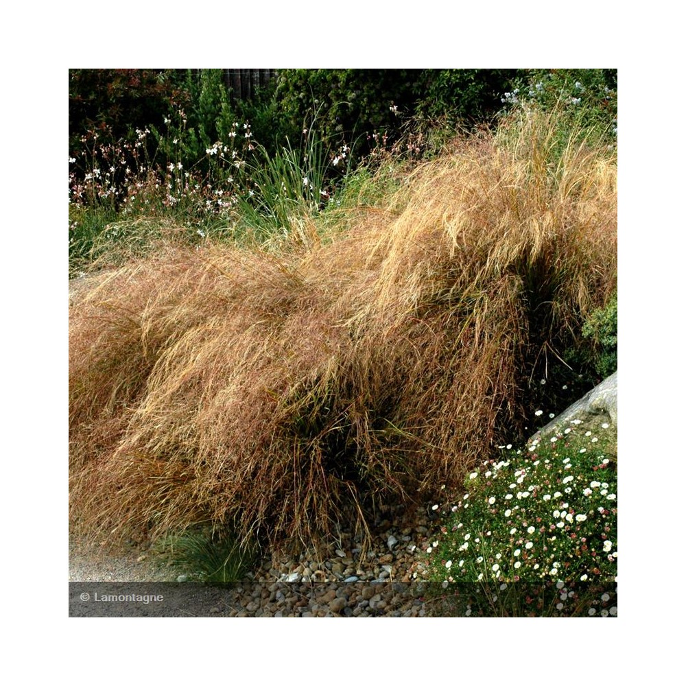 STIPA arundinacea