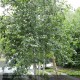 BETULA utilis