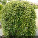 SALIX caprea Pendula