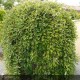 SALIX caprea Pendula
