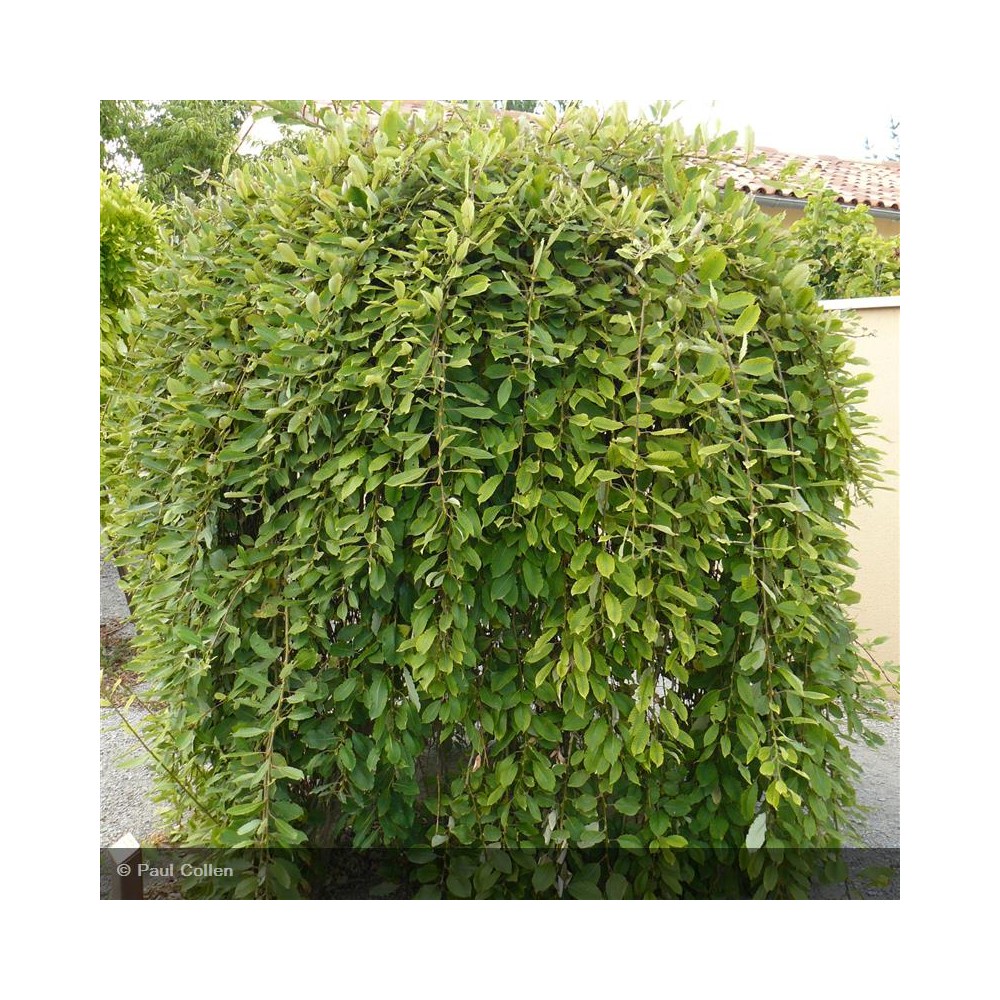 SALIX caprea Pendula